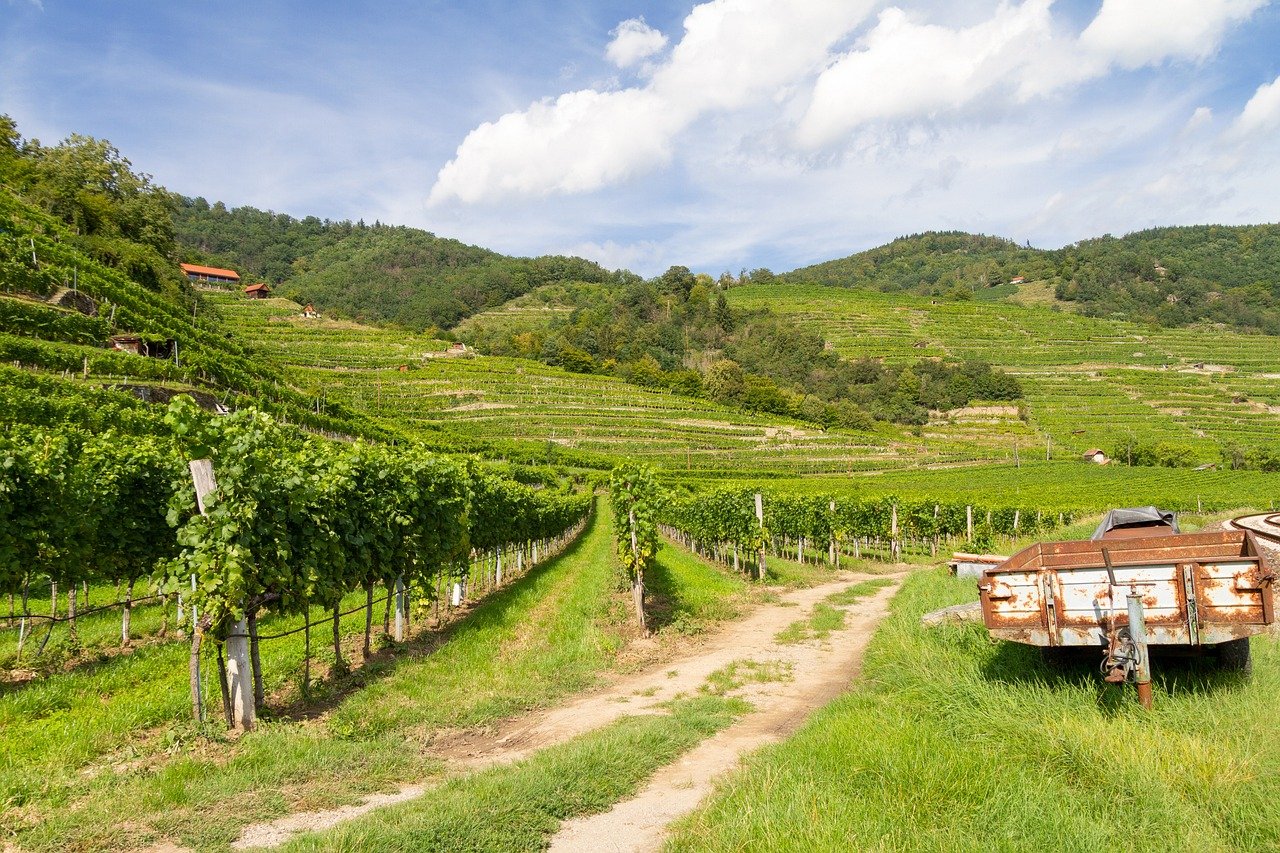 landscape, vineyard, valley-5572708.jpg